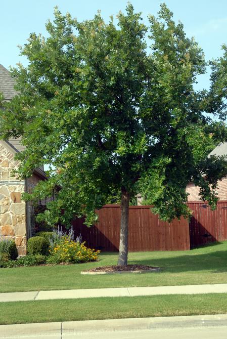 Bur Oak